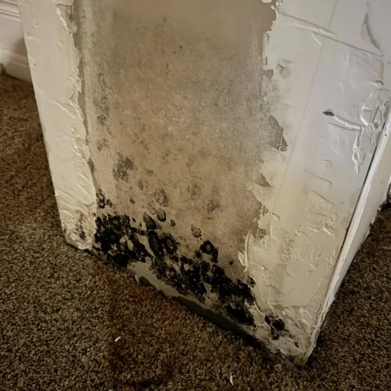 Professional Mold Removal in Columbia, NC